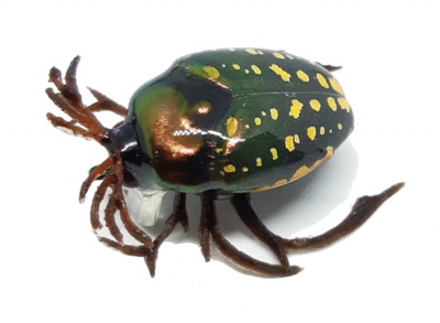 Воблер Chafer37 Майский жук